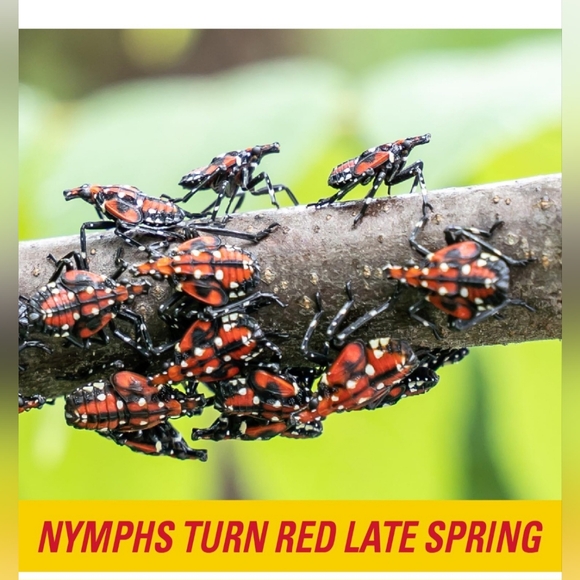 PIC Spotted Lantern Fly Trap, 1 Roll 20ft Roll Each,Flying Insect Trap,Glue Trap - Picture 7 of 11